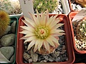 Нажмите на изображение для увеличения.

Название:	Copiapoa_humilis_var._tenuissima.jpg
Просмотров:	296
Размер:	60.4 Кб
ID:	308133