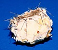 Нажмите на изображение для увеличения.

Название:	Tephr_g_fruit_IMG_8783.jpg
Просмотров:	904
Размер:	45.4 Кб
ID:	308178
