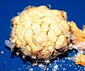 Нажмите на изображение для увеличения.

Название:	Tephr_g_seeds_IMG_8789.jpg
Просмотров:	870
Размер:	42.8 Кб
ID:	308179