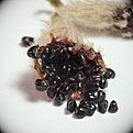 Нажмите на изображение для увеличения.

Название:	Frailea_chiquitana_seeds.04.jpg
Просмотров:	341
Размер:	116.0 Кб
ID:	308278