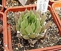 Нажмите на изображение для увеличения.

Название:	Haworthia_cooperi_v_gordoniana_FSA192.jpg
Просмотров:	150
Размер:	227.7 Кб
ID:	308284