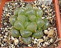Нажмите на изображение для увеличения.

Название:	Haworthia_cooperi_v_pilifera_f_truncata_KGB385-70.jpg
Просмотров:	169
Размер:	250.7 Кб
ID:	308285