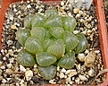 Нажмите на изображение для увеличения.

Название:	Haworthia_cooperi_v_pilifera_f_truncata_KGB385-70.jpg
Просмотров:	142
Размер:	250.7 Кб
ID:	308285