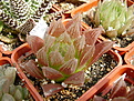 Нажмите на изображение для увеличения.

Название:	Haworthia_cooperi_v_leightonii_ISI1399.jpg
Просмотров:	149
Размер:	192.2 Кб
ID:	308286