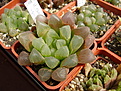 Нажмите на изображение для увеличения.

Название:	Haworthia_cooperi_v_pilifera_ISI89-57.jpg
Просмотров:	180
Размер:	167.5 Кб
ID:	308287