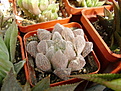 Нажмите на изображение для увеличения.

Название:	Haworthia_cooperi_v_venusta.jpg
Просмотров:	194
Размер:	171.2 Кб
ID:	308288
