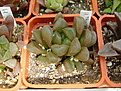 Нажмите на изображение для увеличения.

Название:	H_truncata_f_spiralis_x_H_cooperi_v_truncata.jpg
Просмотров:	185
Размер:	191.6 Кб
ID:	308291