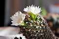Нажмите на изображение для увеличения.

Название:	Mammillaria_crinita_ssp.zeilmanniana_cv.Albiflora.01.jpg
Просмотров:	207
Размер:	114.9 Кб
ID:	308322