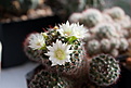 Нажмите на изображение для увеличения.

Название:	Mammillaria_crinita_ssp.zeilmanniana_cv.Albiflora.02.jpg
Просмотров:	216
Размер:	90.2 Кб
ID:	308323