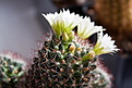 Нажмите на изображение для увеличения.

Название:	Mammillaria_crinita_ssp.zeilmanniana_cv.Albiflora.03.jpg
Просмотров:	214
Размер:	118.6 Кб
ID:	308324