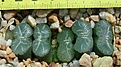 Нажмите на изображение для увеличения.

Название:	Haworthia_truncata_crassa_10100816.jpg
Просмотров:	199
Размер:	29.3 Кб
ID:	308431