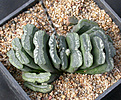 Нажмите на изображение для увеличения.

Название:	Haworthia_truncata_crassa.jpg
Просмотров:	182
Размер:	157.3 Кб
ID:	308445