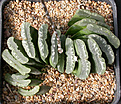 Нажмите на изображение для увеличения.

Название:	Haworthia_truncata_tenuis.jpg
Просмотров:	208
Размер:	181.1 Кб
ID:	308446