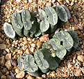 Нажмите на изображение для увеличения.

Название:	Haworthia_truncata_X_maughanii.jpg
Просмотров:	207
Размер:	187.4 Кб
ID:	308447