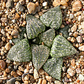 Нажмите на изображение для увеличения.

Название:	Haworthia_picta_var_bicolor.jpg
Просмотров:	174
Размер:	199.7 Кб
ID:	308462