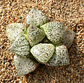 Нажмите на изображение для увеличения.

Название:	Haworthia_picta_MozaicXRed.jpg
Просмотров:	209
Размер:	190.3 Кб
ID:	308463
