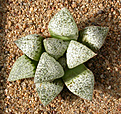 Нажмите на изображение для увеличения.

Название:	Haworthia_picta_PINK_variety2.jpg
Просмотров:	168
Размер:	186.8 Кб
ID:	308465