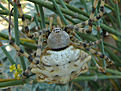Нажмите на изображение для увеличения.

Название:	Argiope_lobata.jpg
Просмотров:	230
Размер:	124.6 Кб
ID:	308482