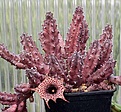 Нажмите на изображение для увеличения.

Название:	Huernia_sp_IMG_9055.jpg
Просмотров:	246
Размер:	113.0 Кб
ID:	308509