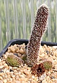 Нажмите на изображение для увеличения.

Название:	Stapelianthus_pilosus_IMG_9156.jpg
Просмотров:	255
Размер:	93.9 Кб
ID:	308527