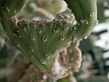 Нажмите на изображение для увеличения.

Название:	Pereskiopsis spathulatha f.cristata.jpg
Просмотров:	186
Размер:	51.6 Кб
ID:	308587