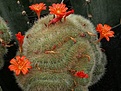 Нажмите на изображение для увеличения.

Название:	Rebutia senilis f.cristata02.jpg
Просмотров:	187
Размер:	86.9 Кб
ID:	308588