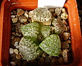 Нажмите на изображение для увеличения.

Название:	Haworthia_cv._Arie.jpg
Просмотров:	157
Размер:	167.2 Кб
ID:	308610