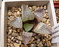 Нажмите на изображение для увеличения.

Название:	Haworthia_cv._HAGIWARA.jpg
Просмотров:	144
Размер:	166.3 Кб
ID:	308630