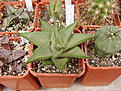 Нажмите на изображение для увеличения.

Название:	Haworthialimifolia-Golela-.jpg
Просмотров:	152
Размер:	97.6 Кб
ID:	308716