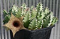 Нажмите на изображение для увеличения.

Название:	Huernia_barbata_DMC11539_IMG_9255.jpg
Просмотров:	225
Размер:	93.0 Кб
ID:	308768