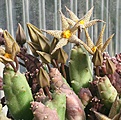 Нажмите на изображение для увеличения.

Название:	Piaranthus_decorus_IMG_9278.jpg
Просмотров:	307
Размер:	119.3 Кб
ID:	308772