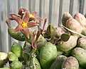 Нажмите на изображение для увеличения.

Название:	Piaranthus_globosus_IMG_9283.jpg
Просмотров:	233
Размер:	83.5 Кб
ID:	308773
