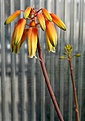 Нажмите на изображение для увеличения.

Название:	Aloe_bakeri_IMG_9304.jpg
Просмотров:	228
Размер:	51.3 Кб
ID:	308775