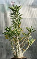 Нажмите на изображение для увеличения.

Название:	Pachypodium_saundersii_IMG_9311.jpg
Просмотров:	186
Размер:	103.8 Кб
ID:	308776