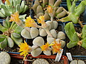 Нажмите на изображение для увеличения.

Название:	Dinteranthus_microspermus.jpg
Просмотров:	472
Размер:	188.8 Кб
ID:	308783