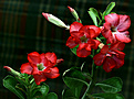 Нажмите на изображение для увеличения.

Название:	IMG_8238b.jpg
Просмотров:	168
Размер:	206.3 Кб
ID:	308787
