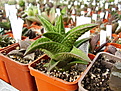 Нажмите на изображение для увеличения.

Название:	Haworthia_marginata_x_Haworthia_nigra.jpg
Просмотров:	151
Размер:	177.5 Кб
ID:	308856