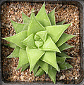 Нажмите на изображение для увеличения.

Название:	Haworthia_Mandas_hybrid.jpg
Просмотров:	168
Размер:	162.8 Кб
ID:	308951