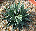 Нажмите на изображение для увеличения.

Название:	Haworthia_limifolia.jpg
Просмотров:	196
Размер:	190.2 Кб
ID:	308978