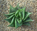 Нажмите на изображение для увеличения.

Название:	Haworthia_limifolia_Abercorn_Drift.jpg
Просмотров:	190
Размер:	180.3 Кб
ID:	308979