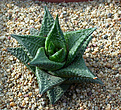 Нажмите на изображение для увеличения.

Название:	Haworthia_limifolia_Komatie_Poort.jpg
Просмотров:	190
Размер:	186.2 Кб
ID:	308980