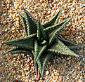 Нажмите на изображение для увеличения.

Название:	Haworthia_limifolia_nigra.jpg
Просмотров:	197
Размер:	207.7 Кб
ID:	308981