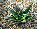 Нажмите на изображение для увеличения.

Название:	Haworthia_limifolia_schuldtiana.jpg
Просмотров:	164
Размер:	146.5 Кб
ID:	308982