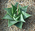 Нажмите на изображение для увеличения.

Название:	Haworthia_limifolia_stolonifera.jpg
Просмотров:	187
Размер:	162.9 Кб
ID:	308983