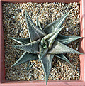 Нажмите на изображение для увеличения.

Название:	haworthia_limifolia_variegated.jpg
Просмотров:	173
Размер:	213.8 Кб
ID:	308984