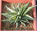 Нажмите на изображение для увеличения.

Название:	Haworthia_limifolia_variegated2.jpg
Просмотров:	168
Размер:	166.2 Кб
ID:	308985