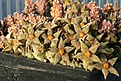 Нажмите на изображение для увеличения.

Название:	Piaranthus_foetidus_IMG_9575.jpg
Просмотров:	293
Размер:	117.0 Кб
ID:	309023