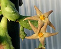 Нажмите на изображение для увеличения.

Название:	Piaranthus_pillandsii_ES3559_IMG_9591.jpg
Просмотров:	230
Размер:	64.0 Кб
ID:	309025