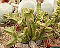 Нажмите на изображение для увеличения.

Название:	C.pyramidalis.jpg
Просмотров:	301
Размер:	67.3 Кб
ID:	309034