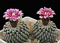Нажмите на изображение для увеличения.

Название:	Turbinpseudopectinatus2.jpg
Просмотров:	185
Размер:	163.7 Кб
ID:	309035